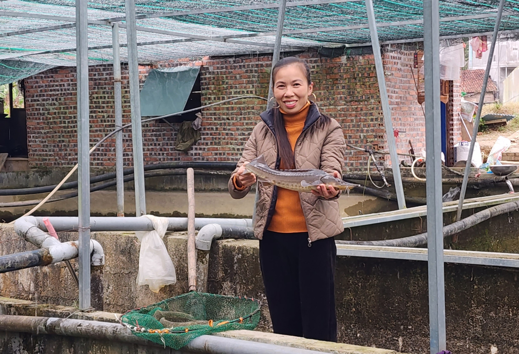 Das Störzuchtmodell der Familie von Frau Dam Thi Thao in der Gemeinde Truong Ha (Ha Quang) bringt ein stabiles Einkommen.