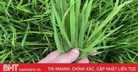 Rice blast disease "deploys", Nghi Xuan urgently takes preventive measures