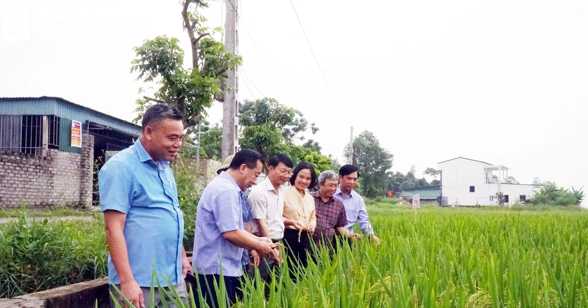 Vice Chairman of the Provincial People's Committee inspected spring crop production in Nghi Loc, Hung Nguyen and Nam Dan