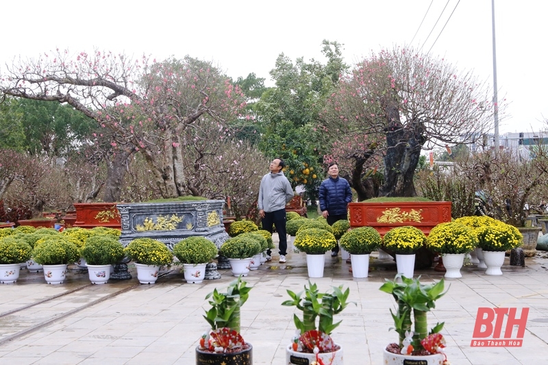 La ciudad de Thanh Hoa organiza puntos de venta de flores, plantas ornamentales y decoración para el Año Nuevo Lunar 2025