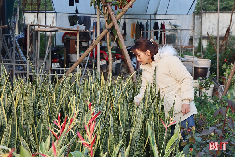 ハティン省で旧正月の花と観賞植物の市場を開設