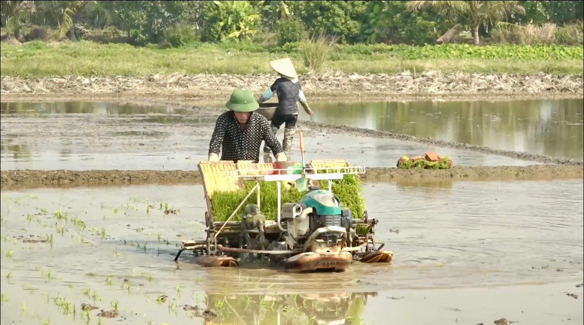 La superficie de riz cultivée par des machines à Tu Ky a augmenté de 136 hectares.