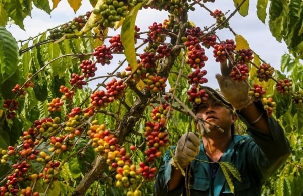 Giá cà phê trong nước đồng loạt tăng