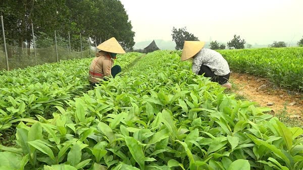 Người dân xã Vĩnh Lợi (huyện Sơn Dương) sản xuất giống cây lâm nghiệp, góp phàn nâng cao thu nhập, giảm ngèo bền vững