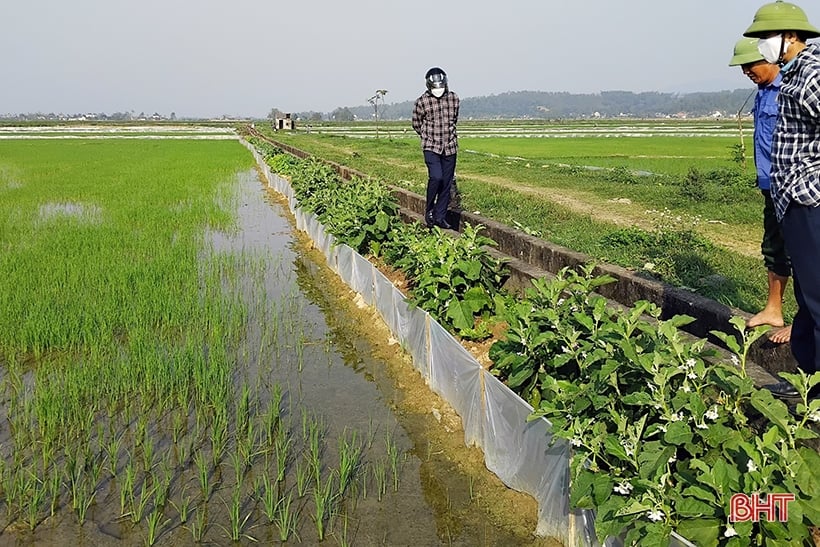 Sâu bệnh xuất hiện trên lúa, các địa phương chủ động phòng trừ