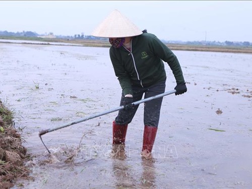 Trên 77% diện tích đã có nước cho gieo cấy vụ Đông Xuân