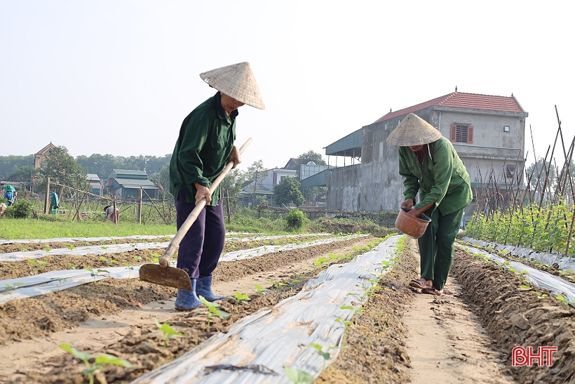 Profitant du temps sec, les agriculteurs de Ha Tinh restent dans leurs champs pour produire la récolte d'hiver.