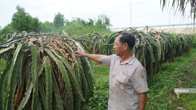 Bình Thuận: Người dân trồng thanh long mong chờ kinh phí hỗ trợ- Ảnh 4.