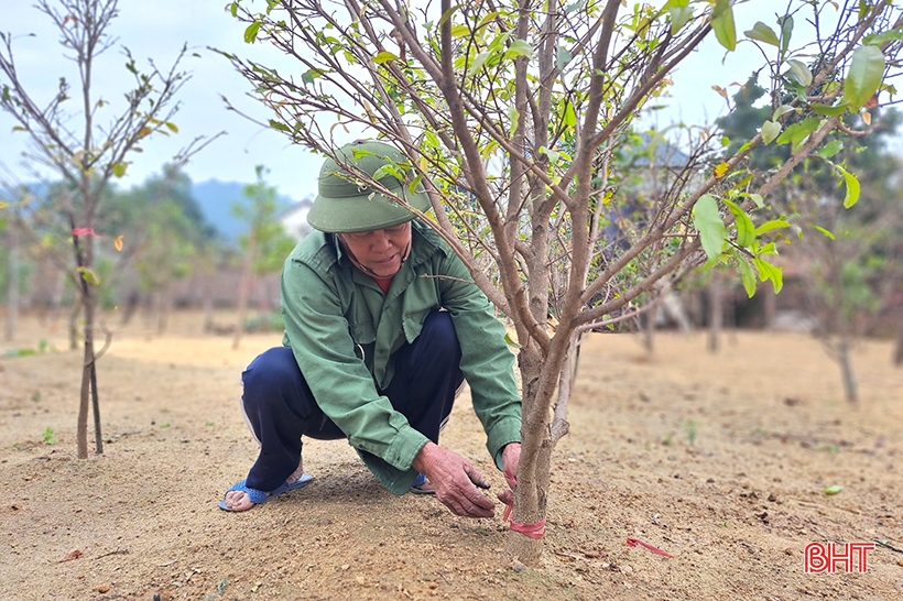 Admirando el jardín de albaricoques amarillos se espera ganar casi 500 millones de dongs del viejo agricultor Nghi Xuan