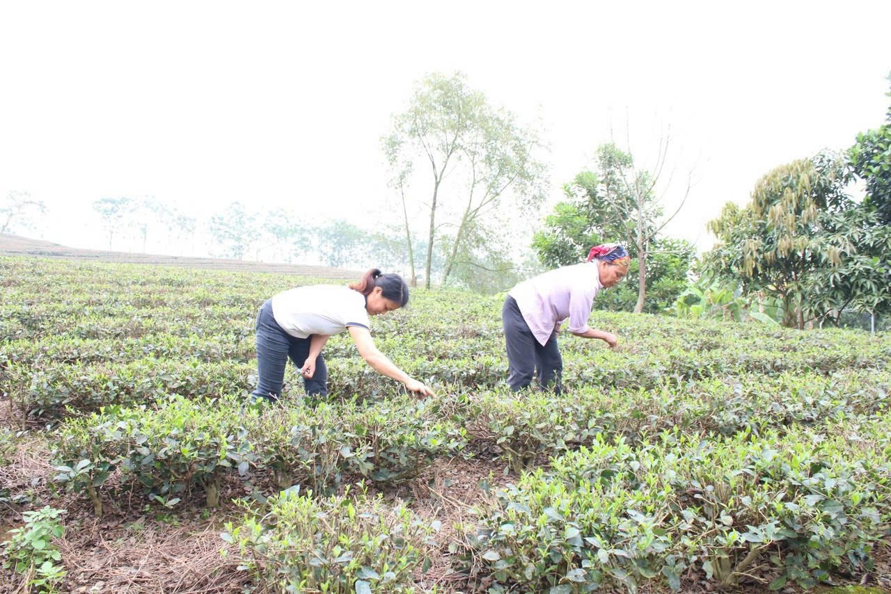 Cây chè đã giúp nhiều hộ gia đình tại xã Tân Linh xoá đói giảm nghèo, ổn định cuộc sống