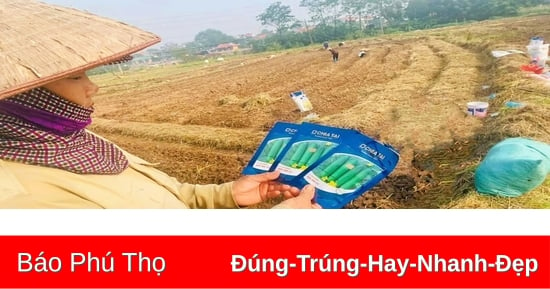 Không để đất trống vụ Đông