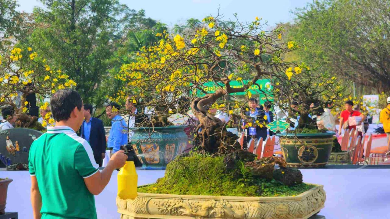 Người Huế trảy lá mai vàng đón Tết Nguyên đán