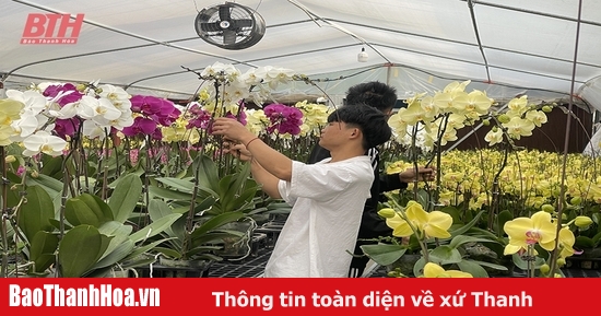 Chủ vườn tất bật “chạy đua” với tết