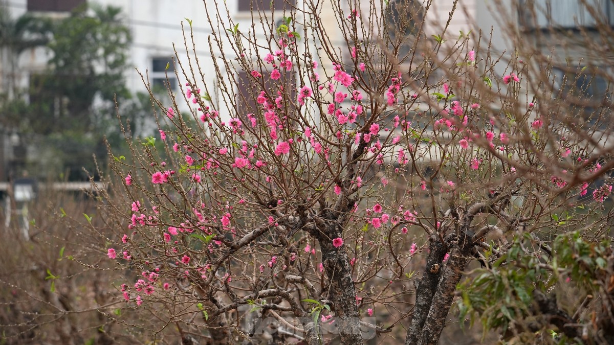 Hanoi: Nhat Tan peach blossoms increase in price sharply, even with millions of dong, it is still difficult to buy photo 12