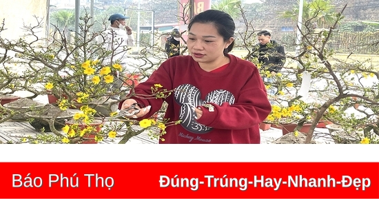 ចំណង់ចំណូលចិត្តនៃការលេងផ្កា apricot នៅថ្ងៃឈប់សម្រាក Tet