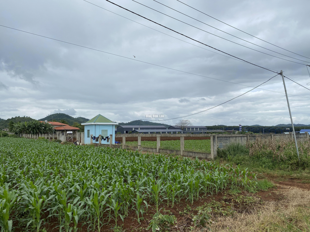 Termination of an investment project at Cu Kuin Industrial Park