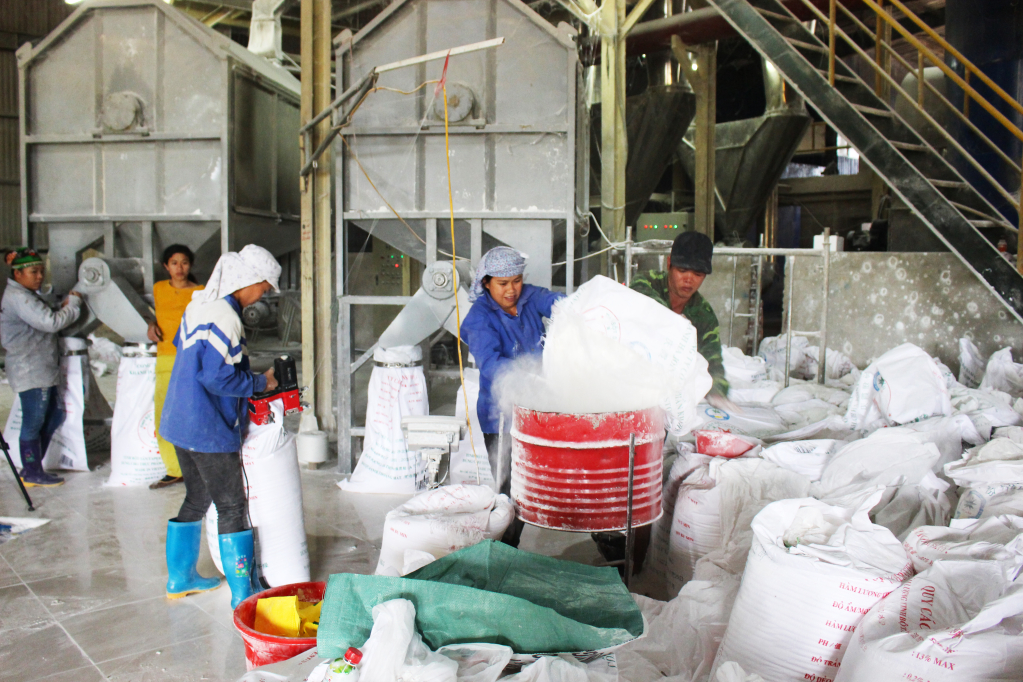 If cassava is not harvested in time, the yield and quality of starch will decrease by about 40%.