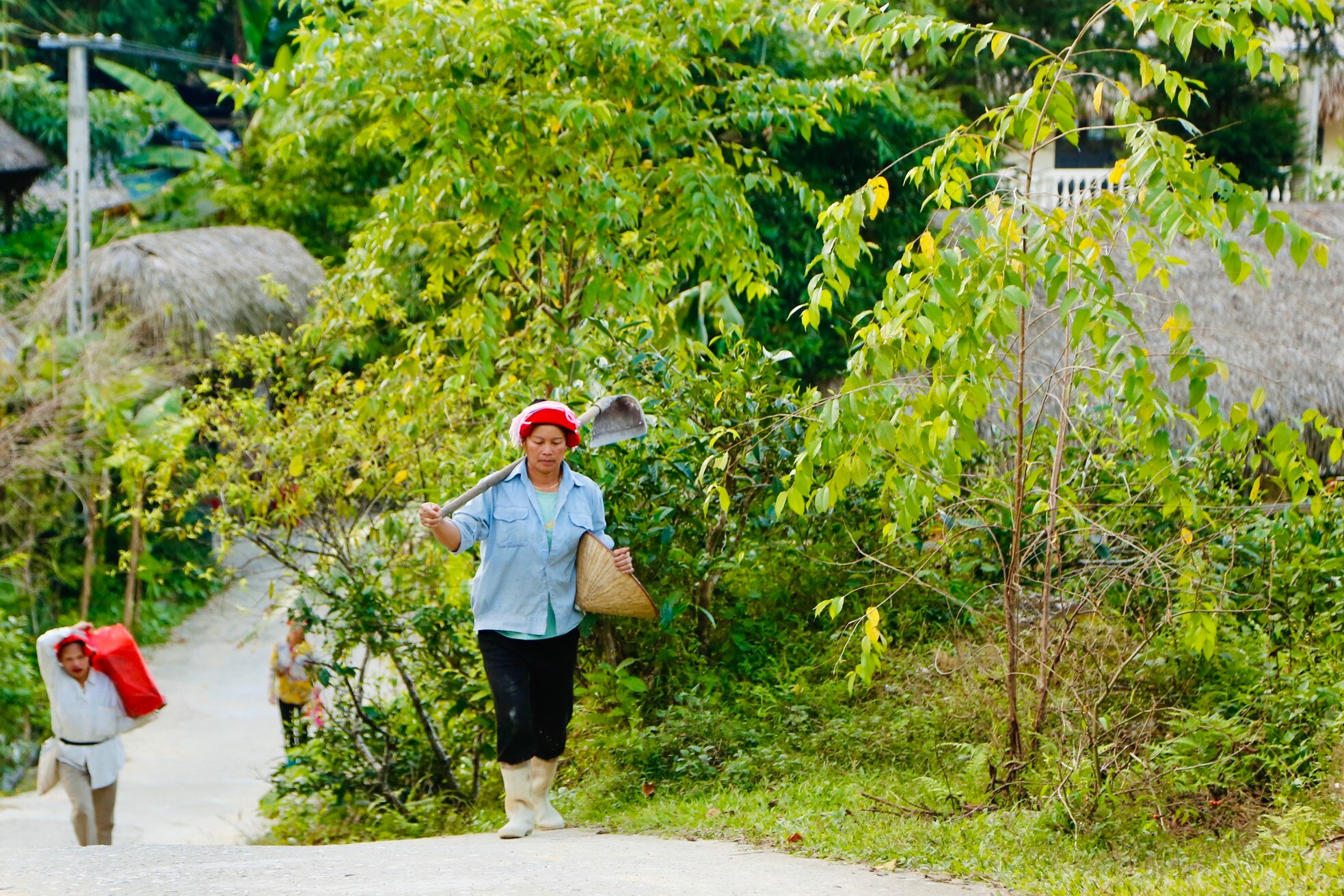 Rare, hard to find roofs that can 'transform' in Ha Giang photo 7