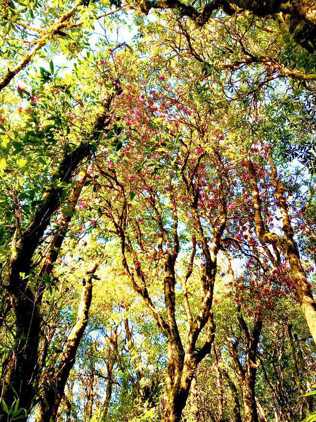 According to locals, the rhododendron forest here is hundreds of years old and is strictly protected.