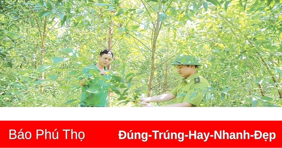 Đẩy mạnh cấp chứng chỉ quản lý rừng bền vững