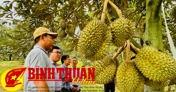 El durian de VietGAP y las oportunidades para otros productos agrícolas