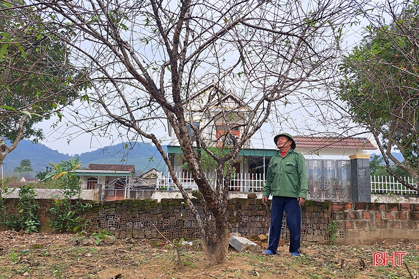 Admirando el jardín de albaricoques amarillos se espera ganar casi 500 millones de dongs del viejo agricultor Nghi Xuan