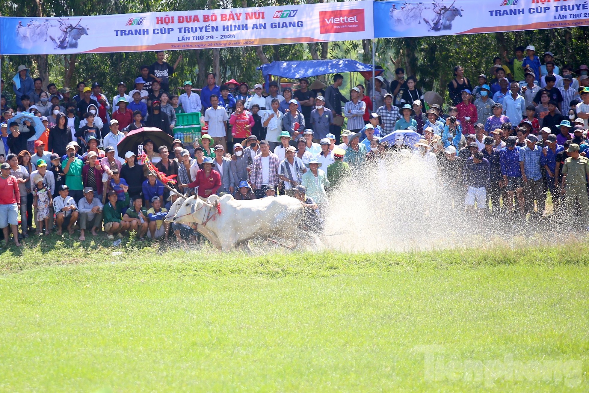 Compétition palpitante de courses de taureaux à That Son à An Giang photo 14