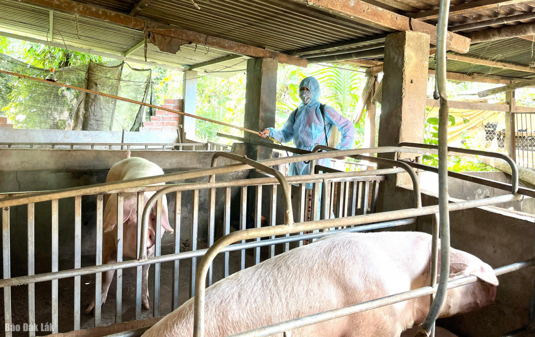 Cu Kuin District: Destroyed 205 pigs infected with African swine fever