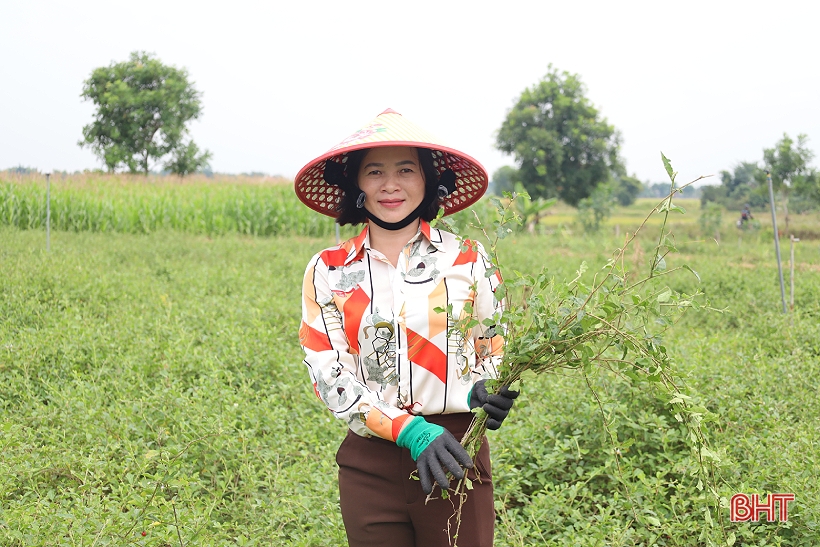 Người phụ nữ với khát vọng làm giàu từ cà gai leo