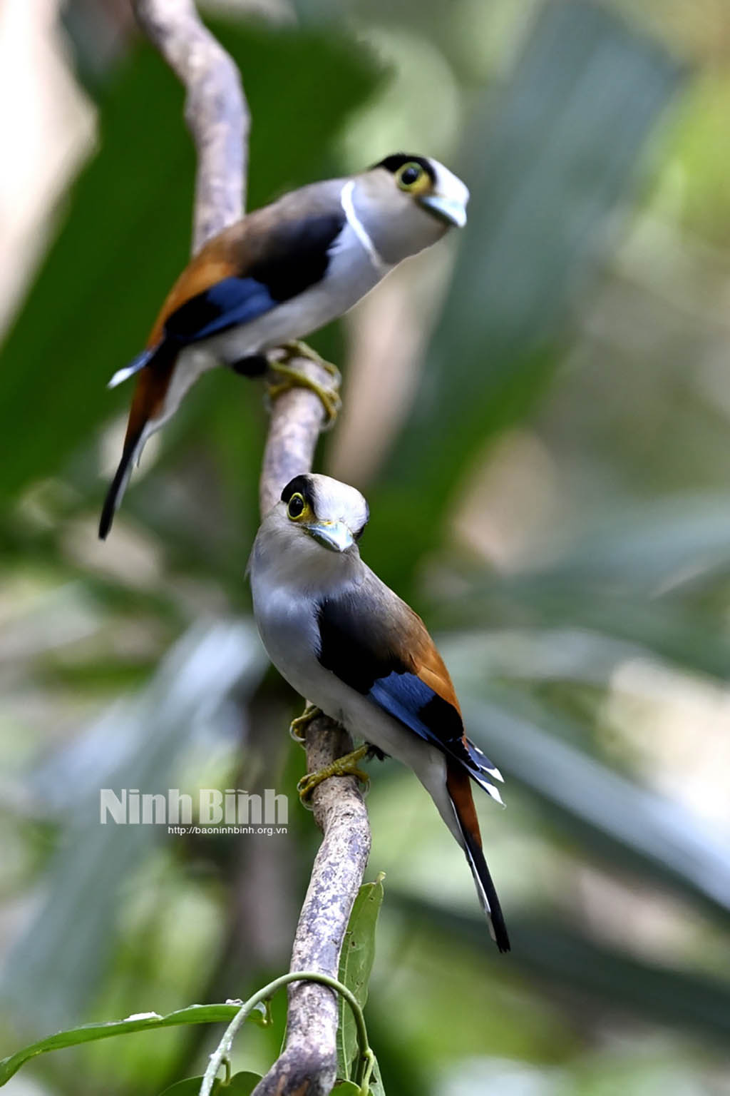 Ninh Bình họa tiết thiên nhiên trên từng đôi cánh