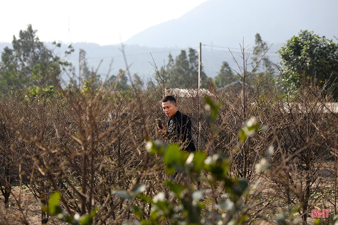 Pueblo de albaricoques amarillos en Ha Tinh durante la temporada del Tet, el más caro es de 30 millones de VND por árbol.