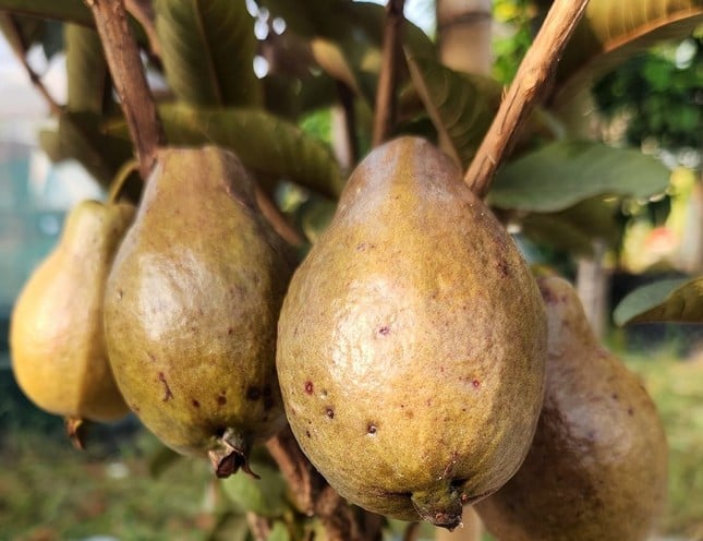 Close-up kebun buah 'unik' di Binh Duong foto 6