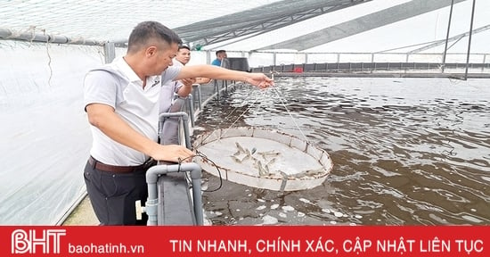 Modelo único de cultivo de camarones con tecnología cerrada en invernaderos en Nghi Xuan