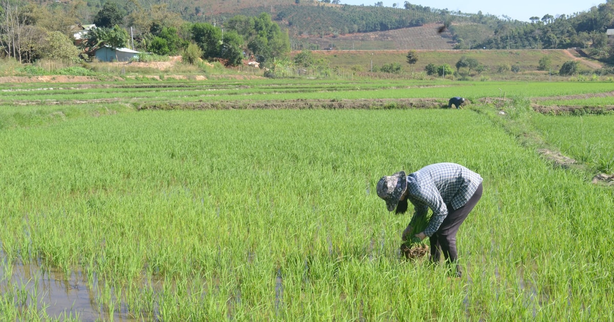 Dak Nong farmers with the "alternating wet and dry" irrigation method