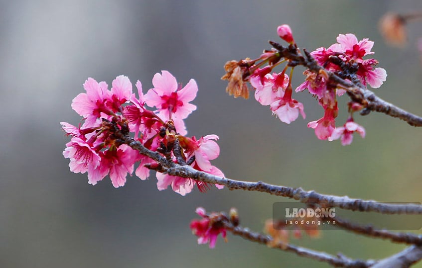 ភាគច្រើននៃពូជផ្កា cherry របស់ជប៉ុនមានវត្តមាននៅលើកោះផ្កា។