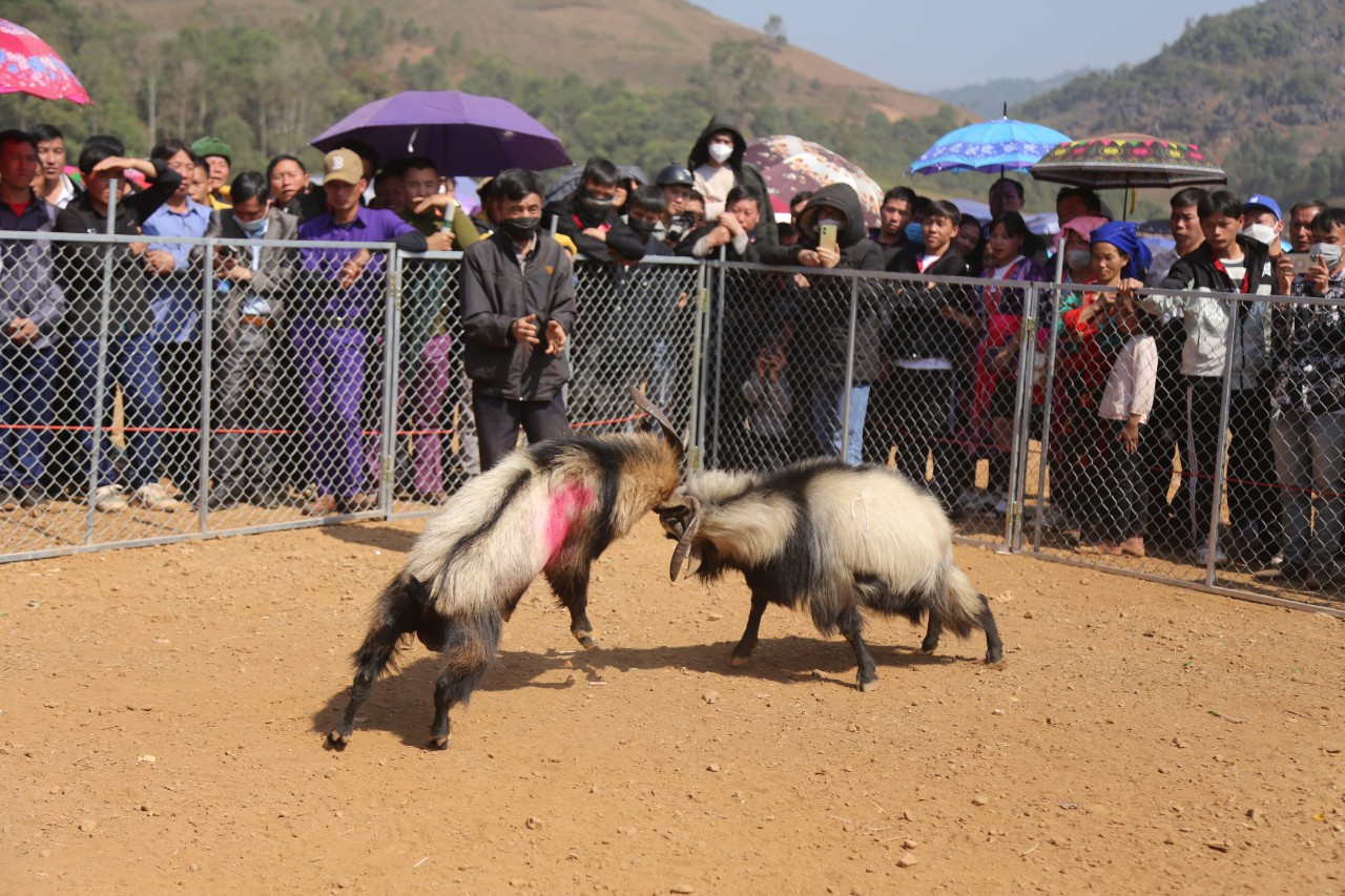 Spring Festival, Goat Fighting Festival and Traditional Mong Panpipe Performance Competition in Tua Chua District