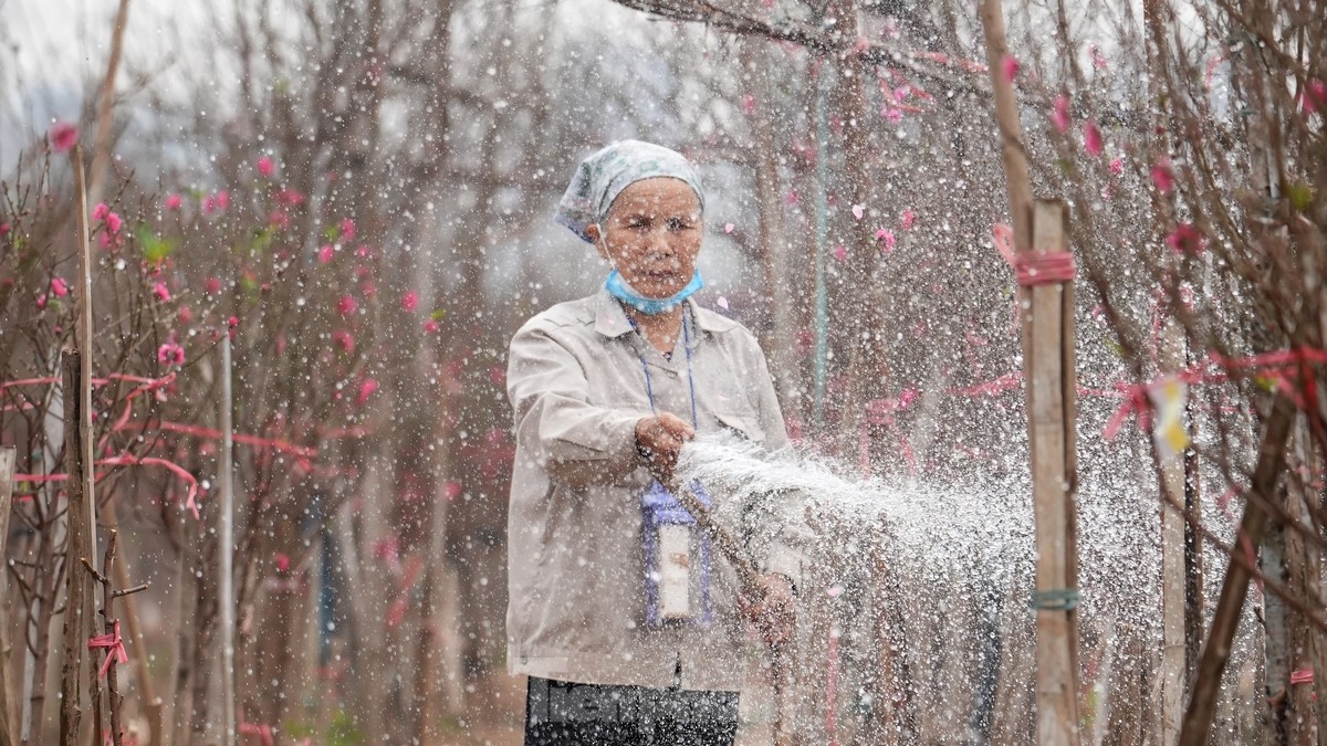 Hà Nội: Đào Nhật Tân tăng giá mạnh, chi tiền triệu vẫn khó mua ảnh 14