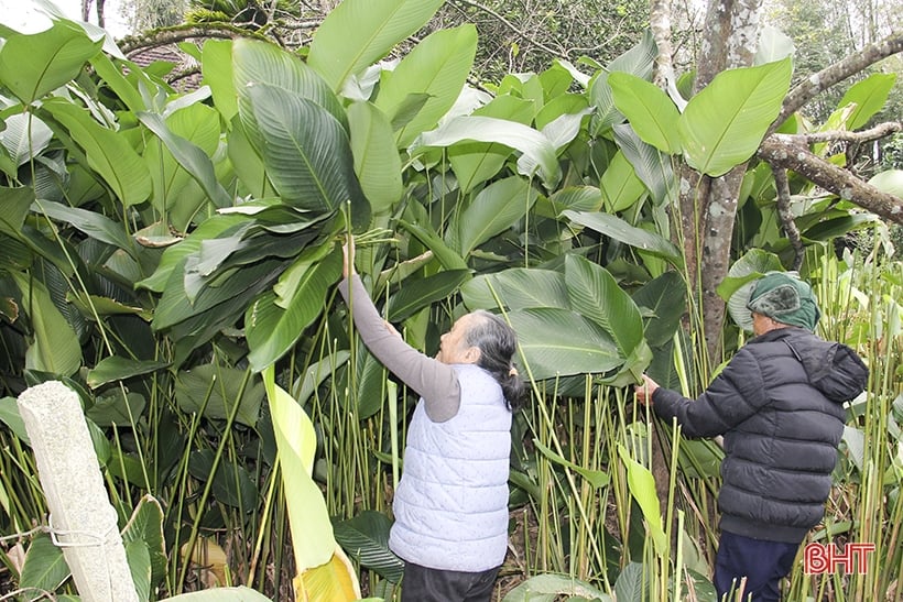 Le plus grand village de feuilles de dong à Ha Tinh est occupé avec la saison des récoltes.