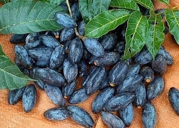 Pepper price increases again after 3 days of decrease; black plum price increases by 20,000-40,000 VND/kg