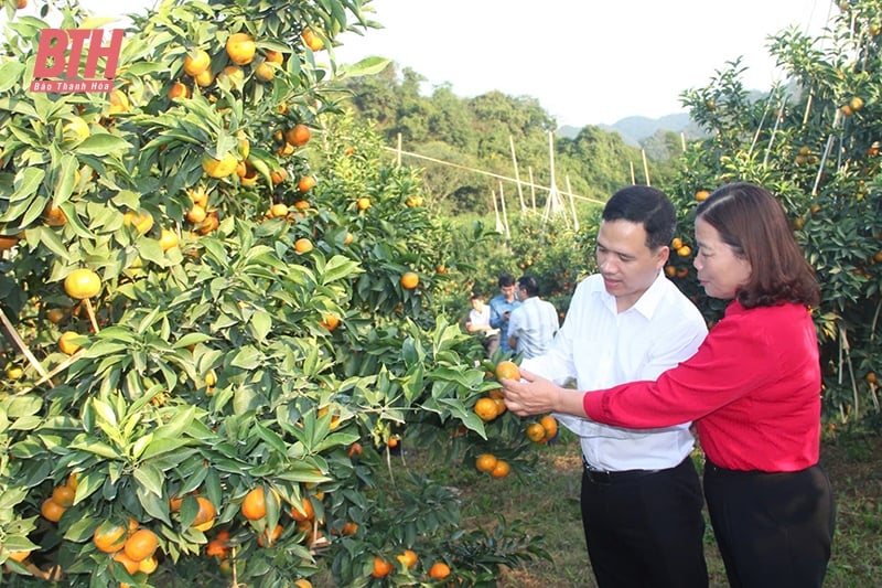 កសិដ្ឋានលានដុល្លារ