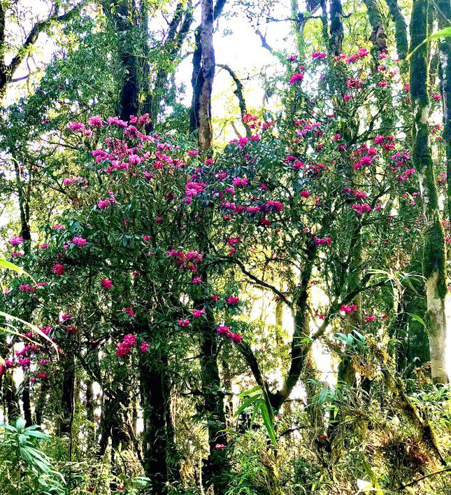 Up to now, Tay Con Linh Nature Reserve still retains its pristine natural landscape.