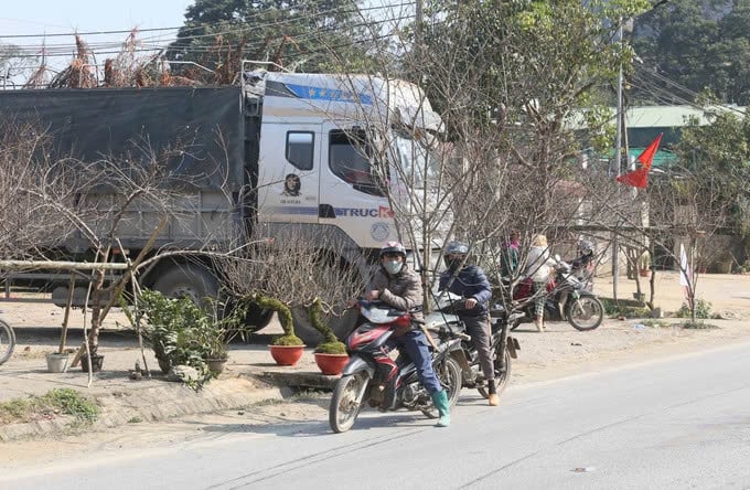 Tết Nguyên đán Ất Tỵ đang đến gần, những ngày này nhiều tuyến đường tại huyện Vân Hồ, tỉnh Sơn La luôn tấp nập người dân chở cành đào để cung cấp cho thương lái. Ảnh: TL