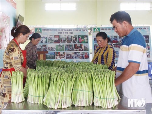 កសិករនៅឃុំ An Hai ផ្តោតលើការអនុវត្តបច្ចេកវិទ្យាខ្ពស់ក្នុងផលិតកម្ម។