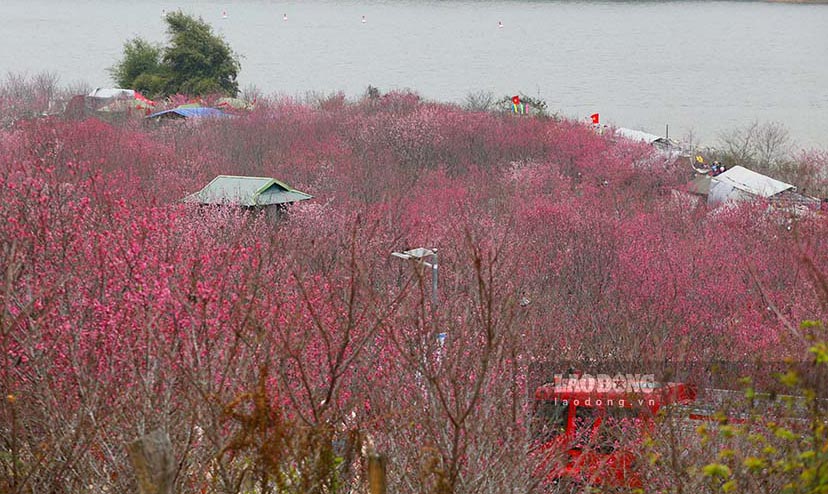 บนเกาะที่สวยงามแห่งนี้มีต้นซากุระญี่ปุ่นนับพันต้นซึ่งมีดอกไม้นานาพันธุ์