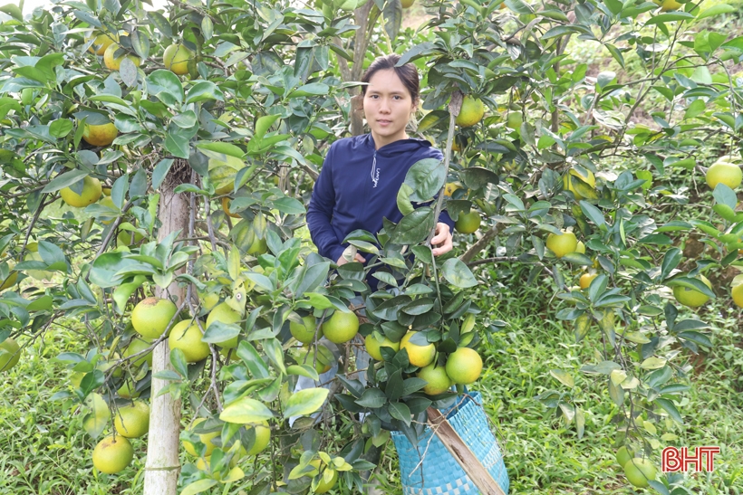 Cam chanh, cam bù trĩu quả, người dân vui như hội