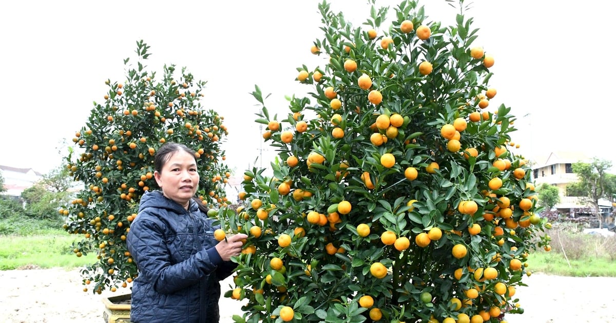 Tín dụng chính sách góp phần tạo động lực phát triển Quảng Nam