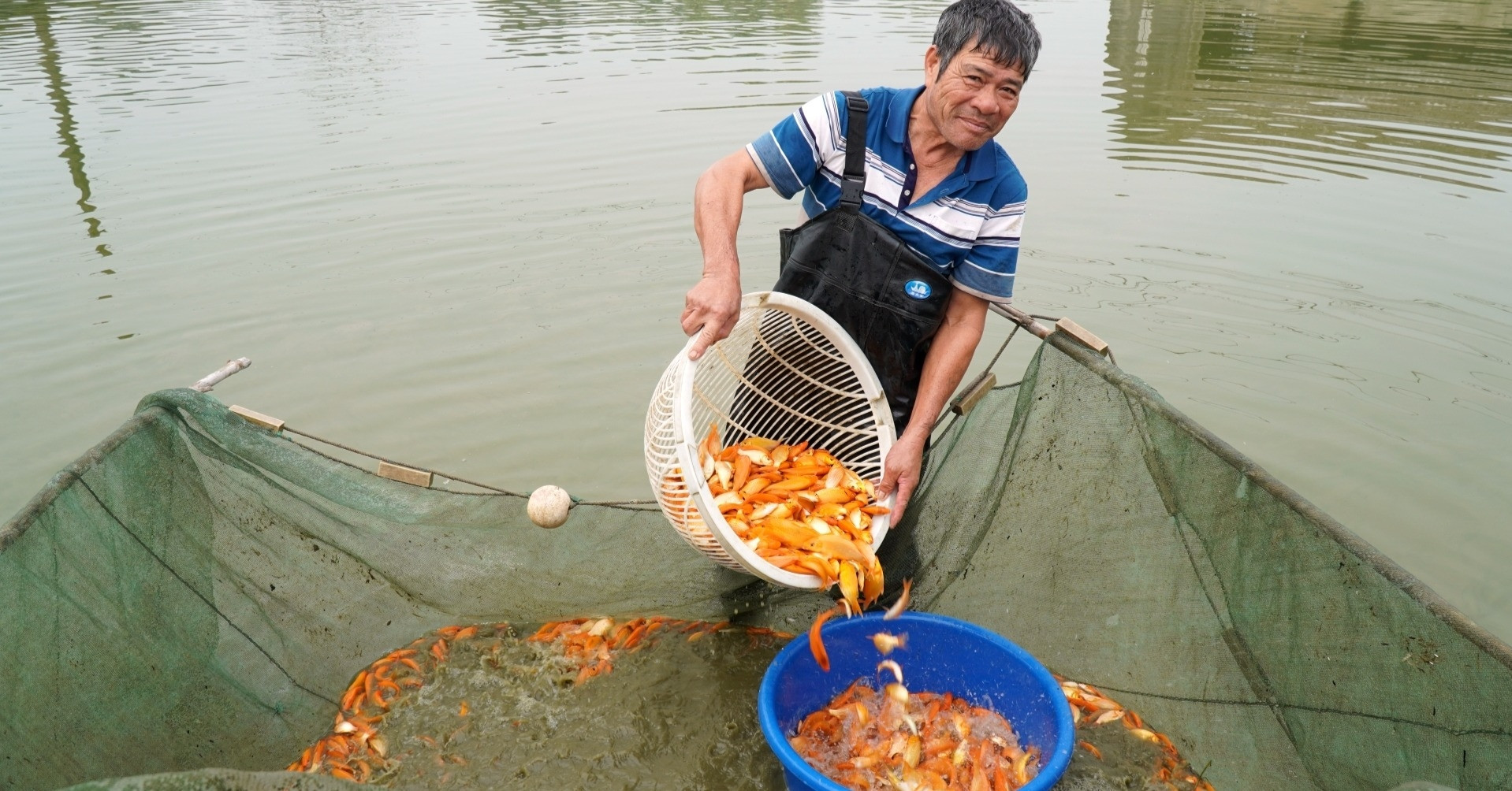 Red carp for offering to Kitchen Gods increases in price every day