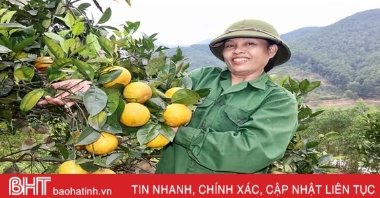 La saison de la cueillette des oranges à Vu Quang