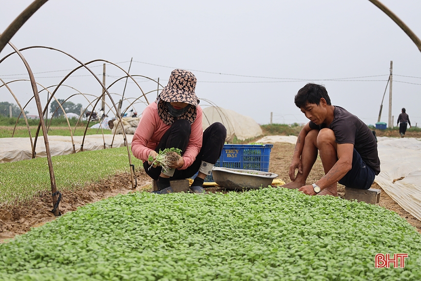 Profitant du temps sec, les agriculteurs de Ha Tinh restent dans leurs champs pour produire la récolte d'hiver.