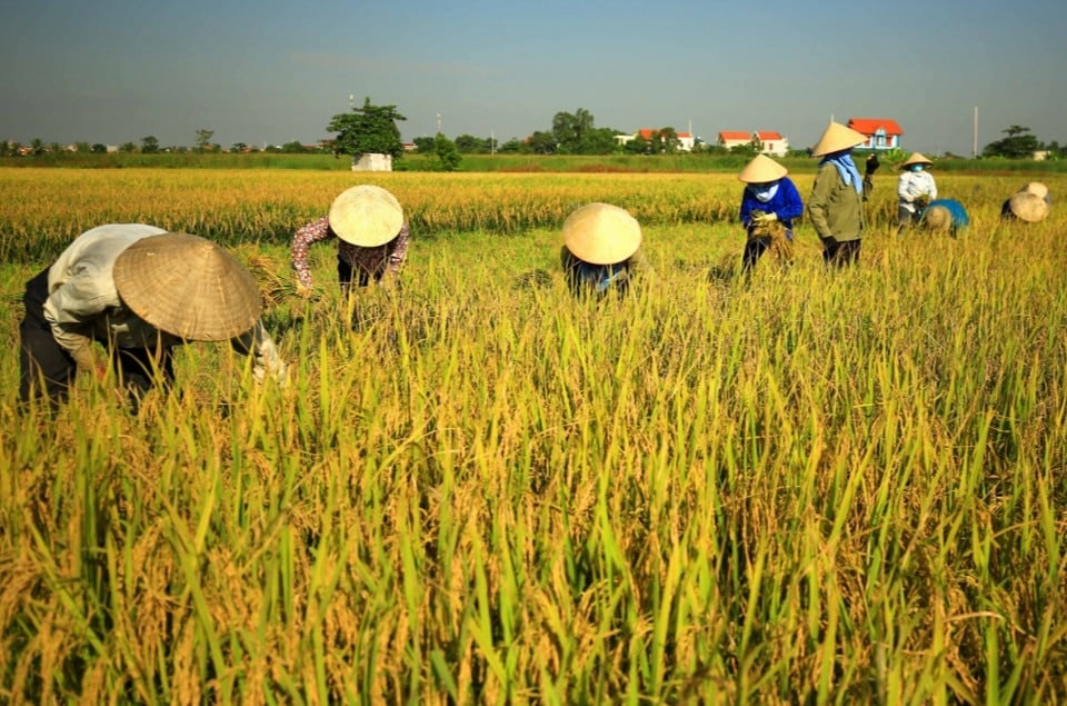 Giá lúa gạo hôm nay ngày 9/8/2024: Giá lúa tăng 50